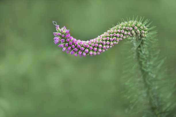 liatris