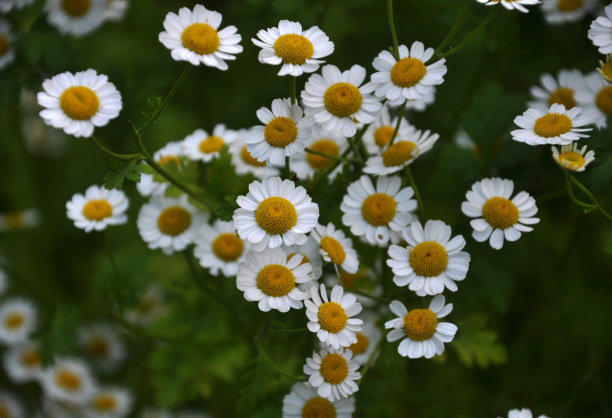 pyrethrum
