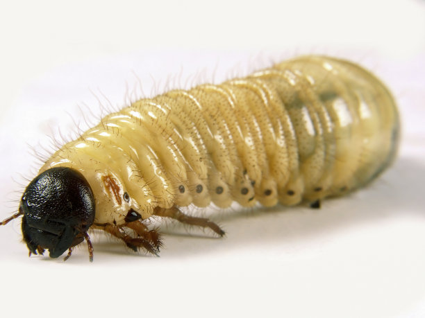 nymph