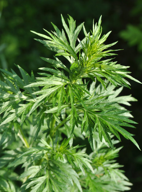wormwood