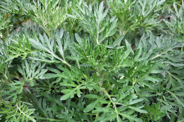 wormwood