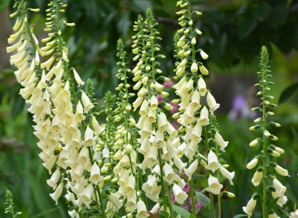 digitalis
