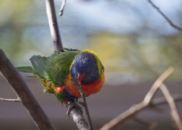 lorikeets