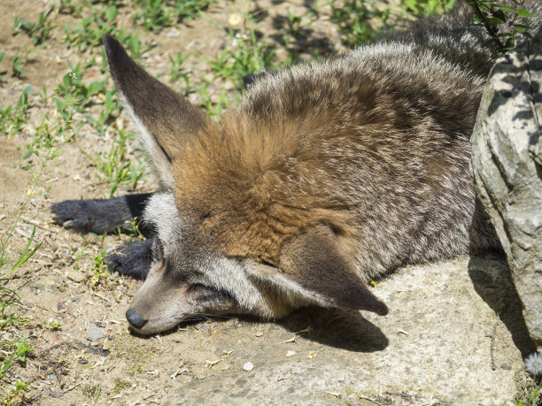 otocyon