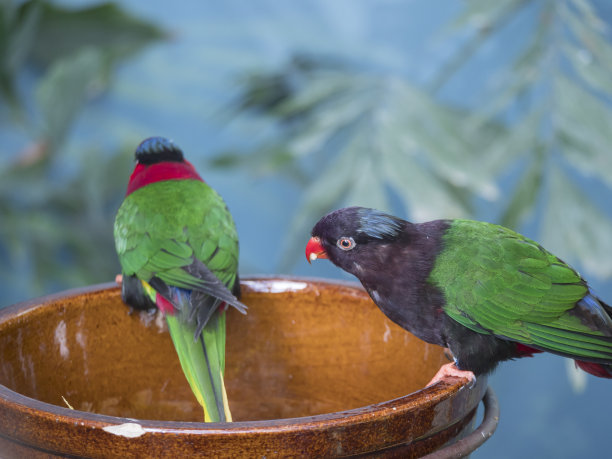 lorikeets