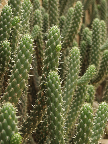 cholla