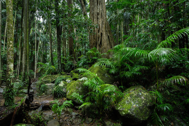 jungle