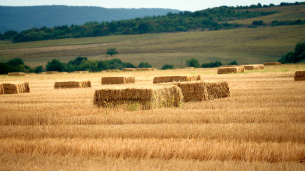 maize