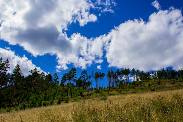 户外蓝天白云草地树林图片
