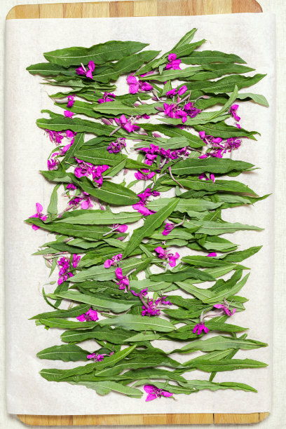 epilobium