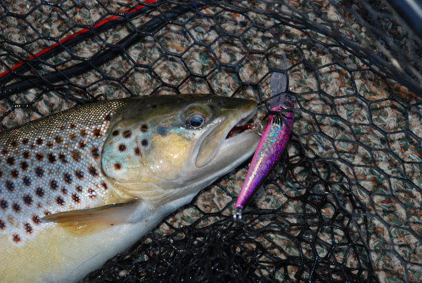 salvelinus