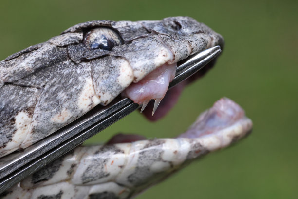 adders