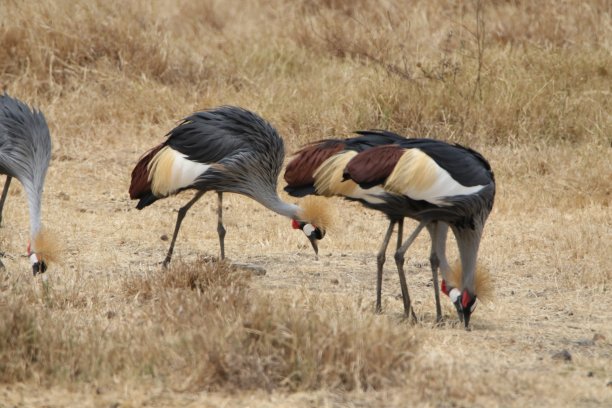 ngorongoro