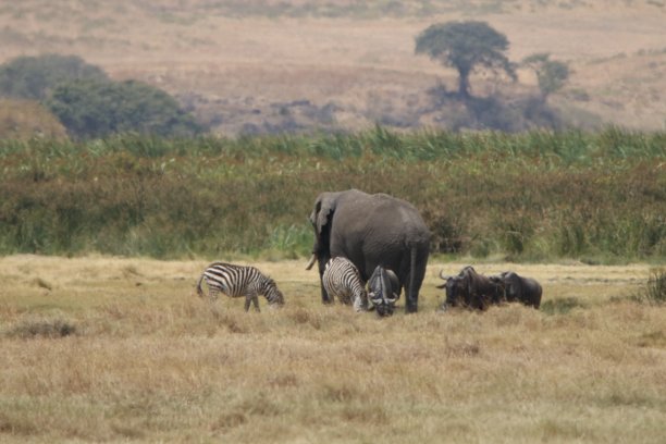 ngorongoro