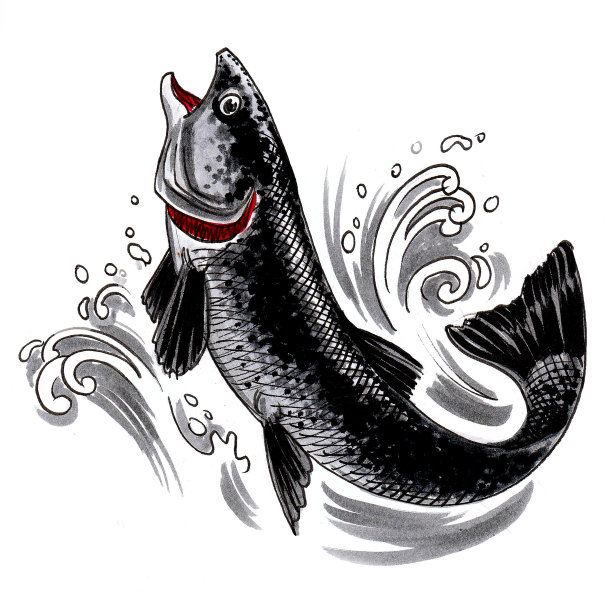 salmo