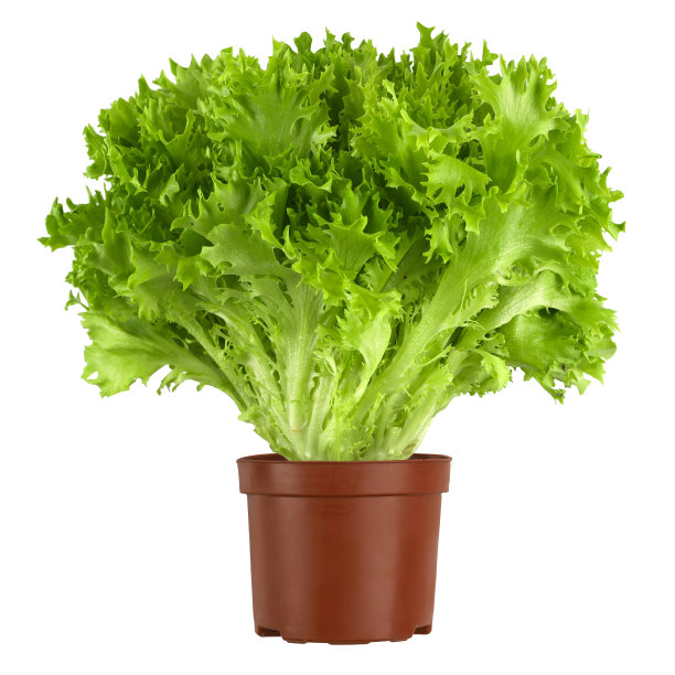 lactuca