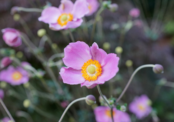 stamens