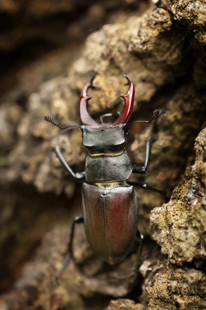 horned
