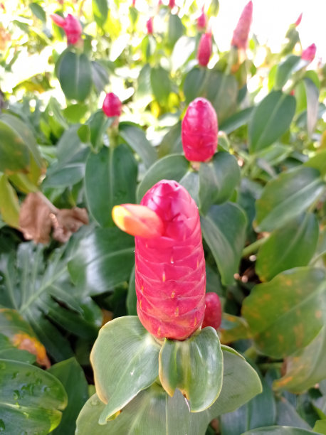 costus