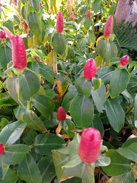 costus