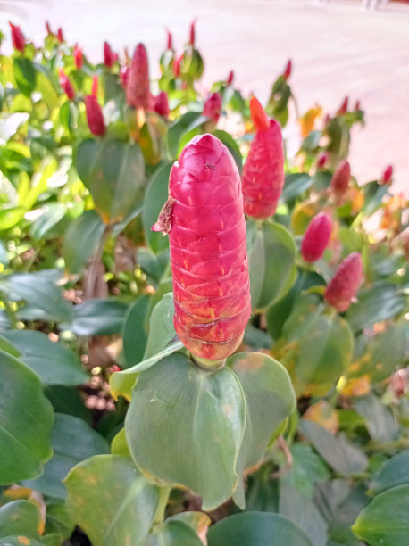 costus