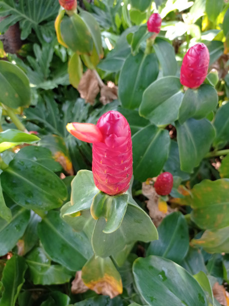 costus