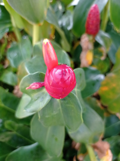 costus