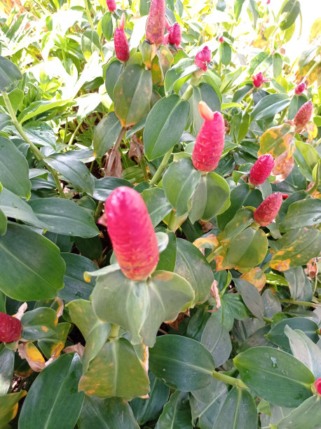 costus