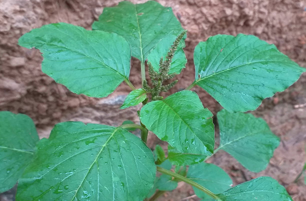 gomphrena