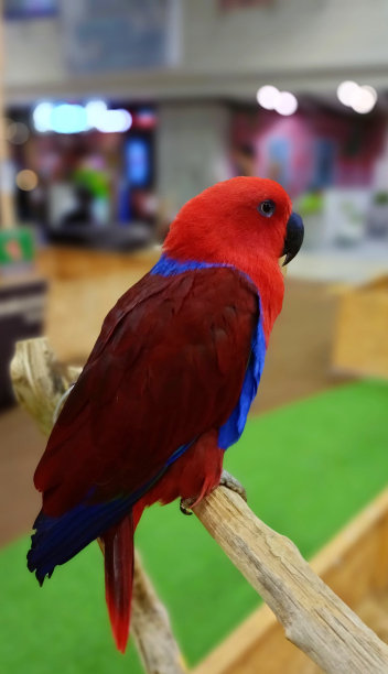 eclectus