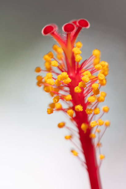 stamens
