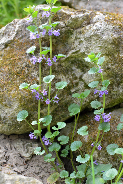 calluna