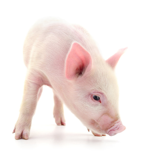 pig