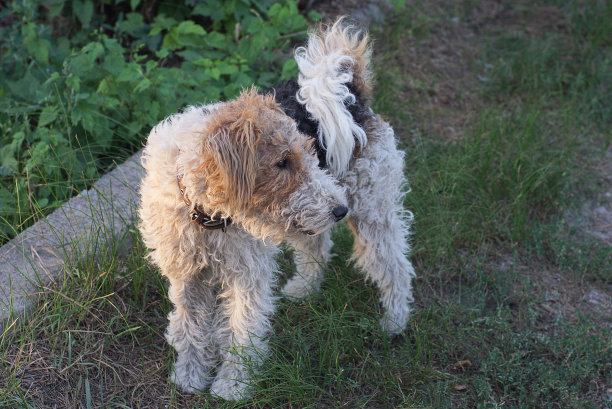 airedale