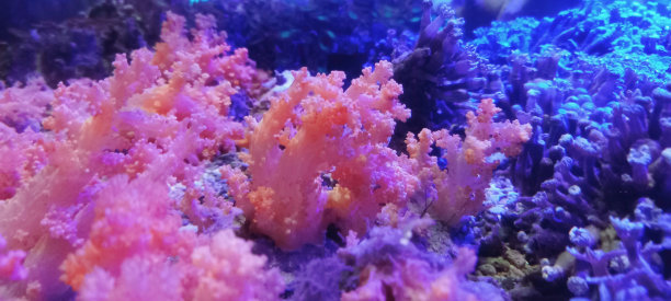 corals