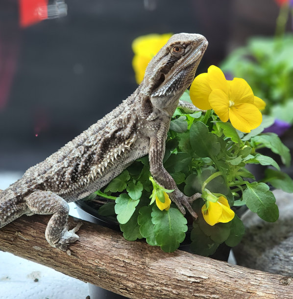 pogona