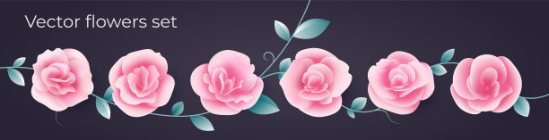 begonia