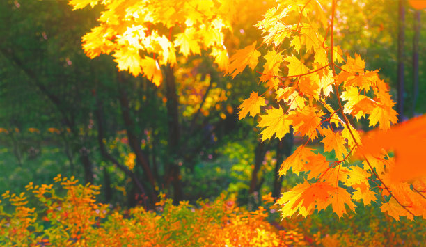 maple