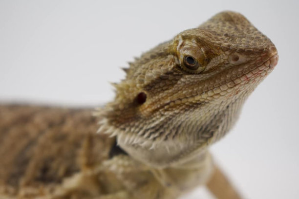 pogona