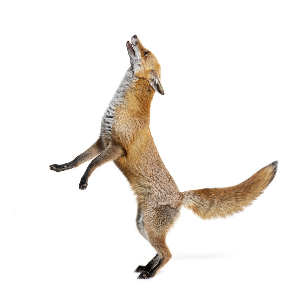 fox