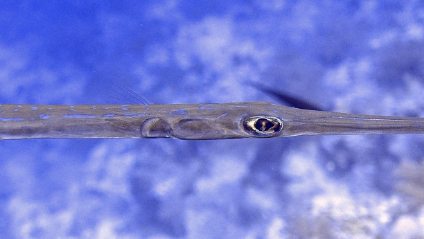 pterois