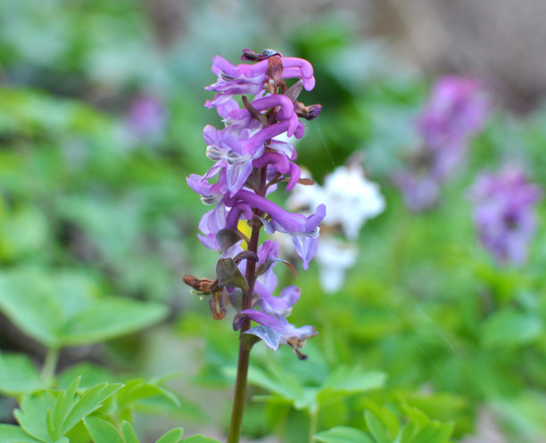 corydalis