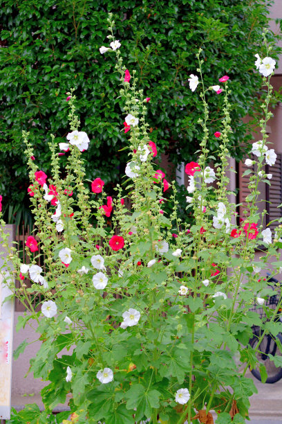 stockrose