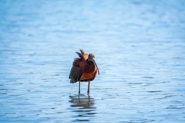 ibis