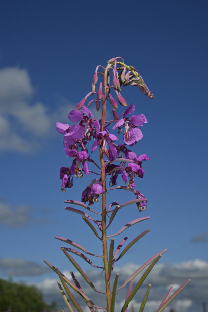 epilobium
