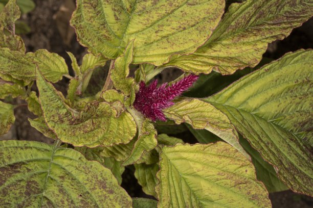 gomphrena