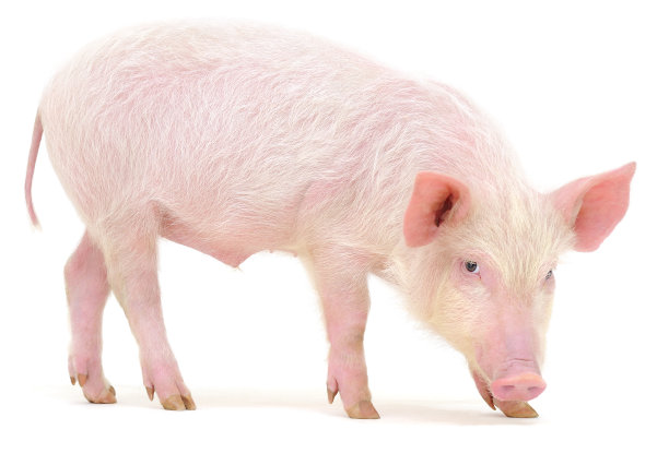piggy