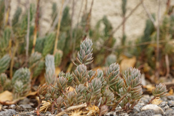 sedum