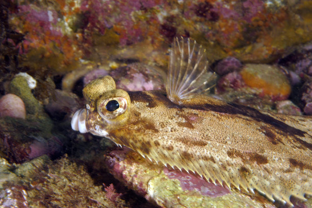 plaice