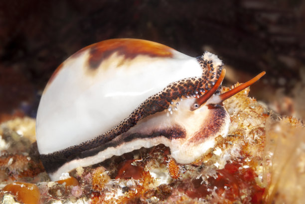 mollusk